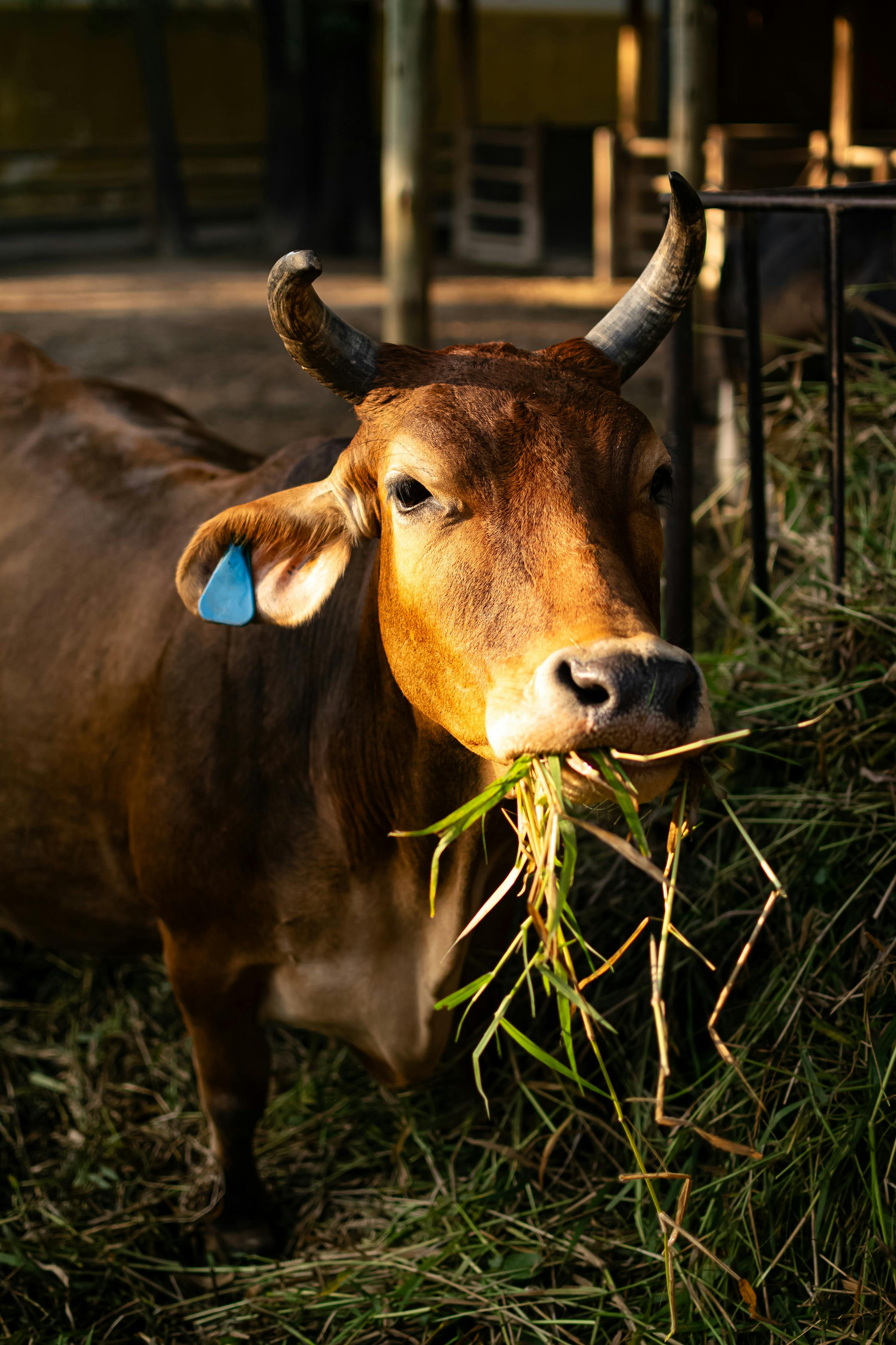 Cattle Feed-2