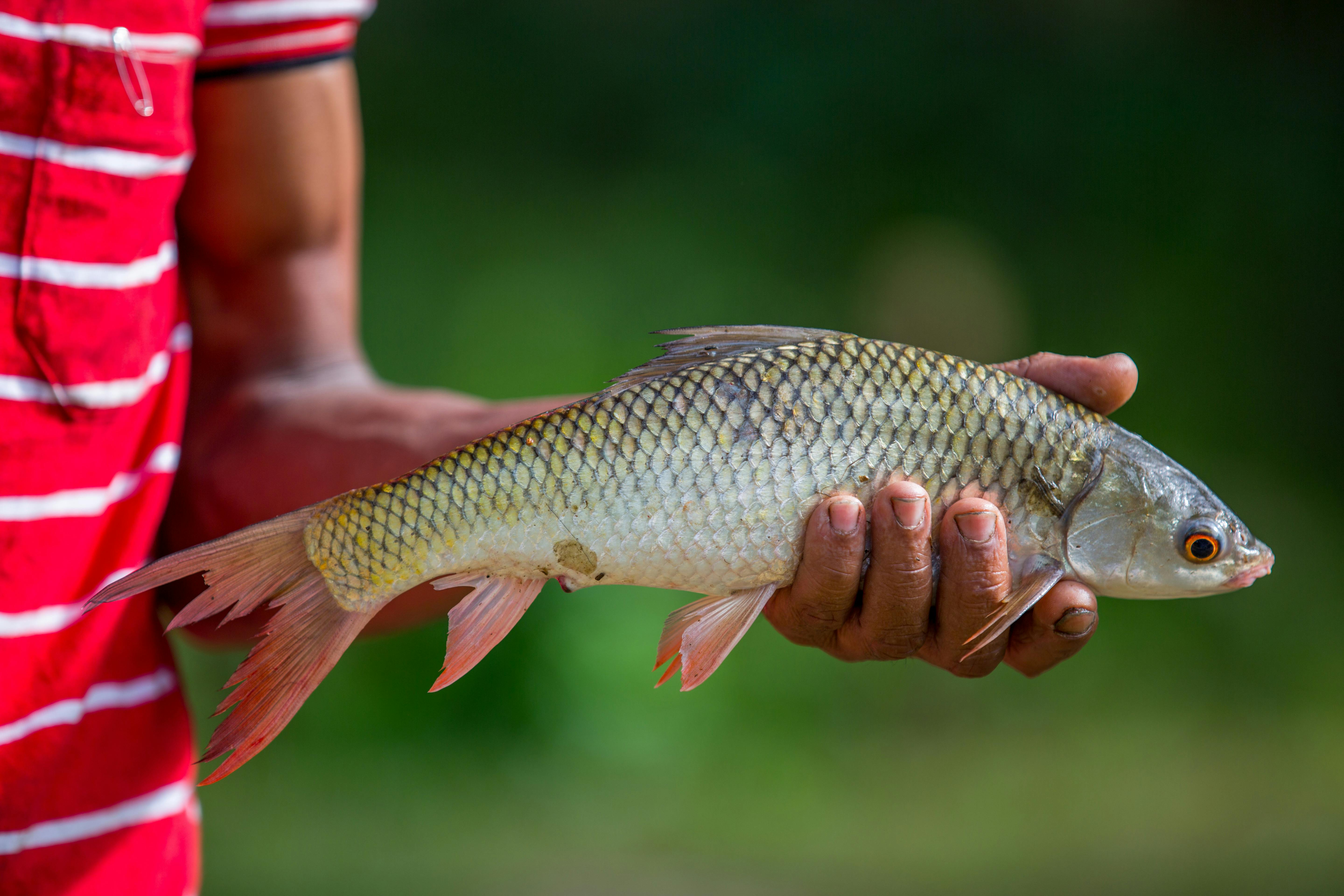 Fish Feed-2