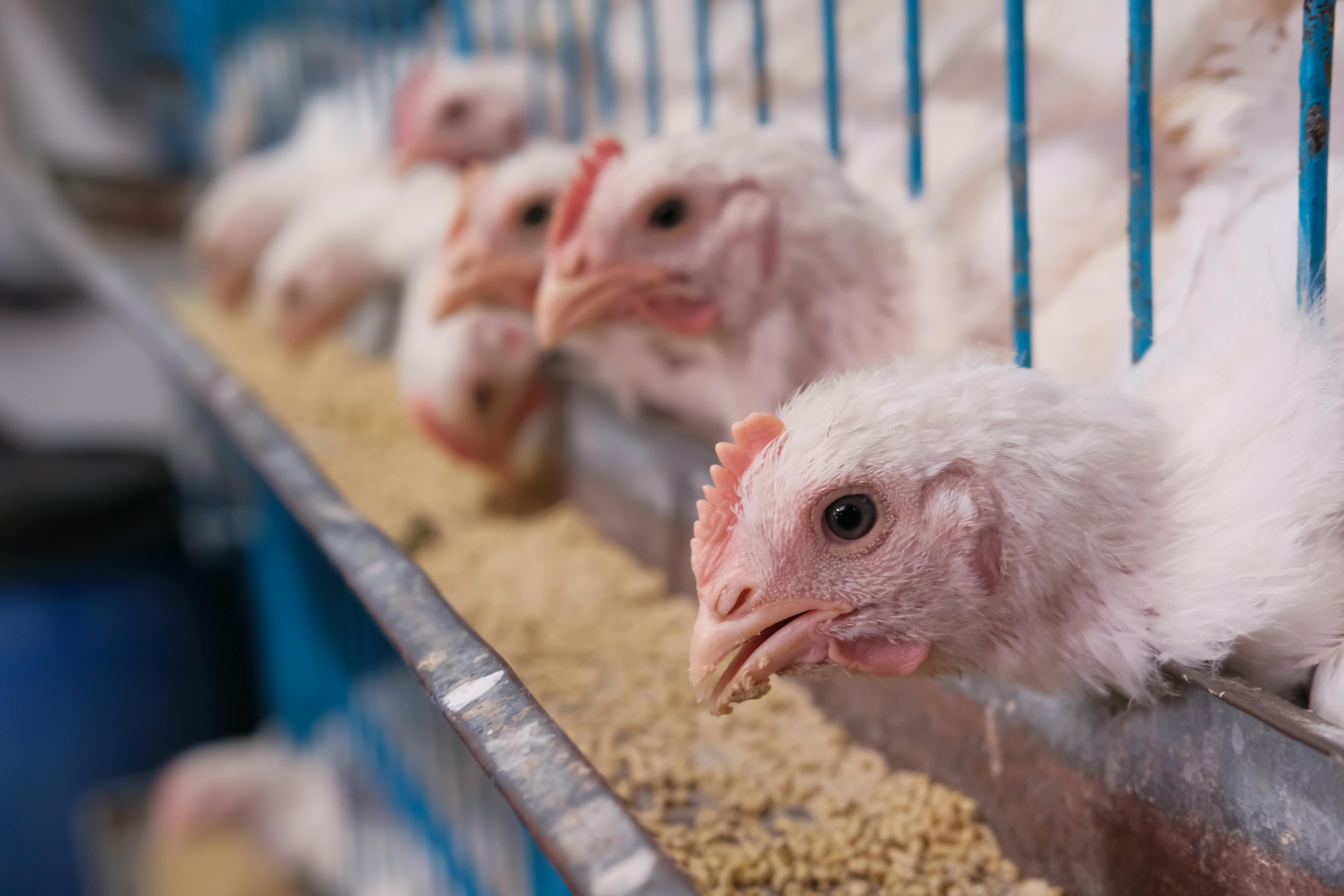 Poultry Feed-2