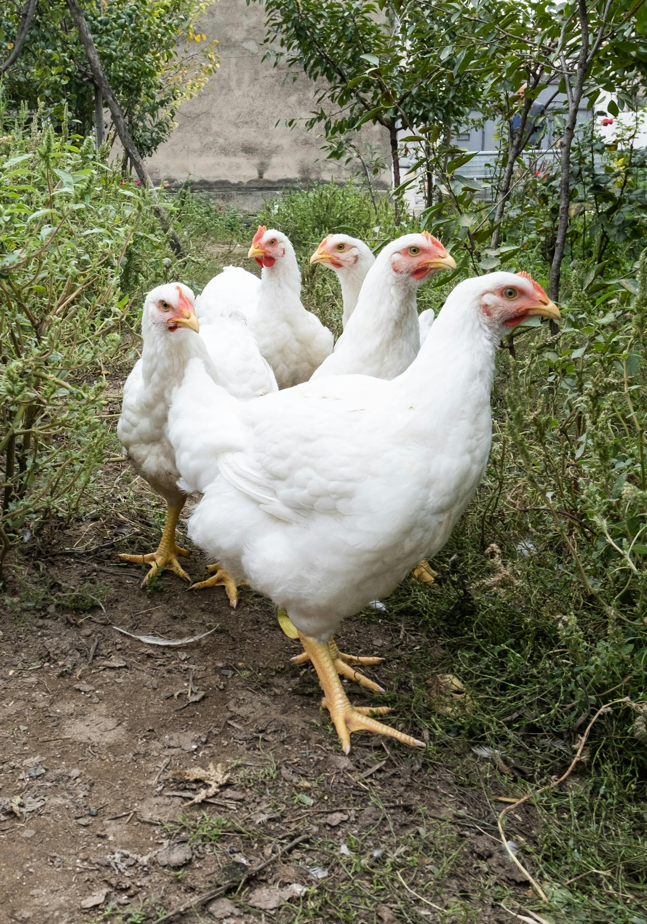 Poultry Feed
